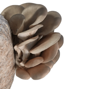 Fresh Oyster Mushrooms