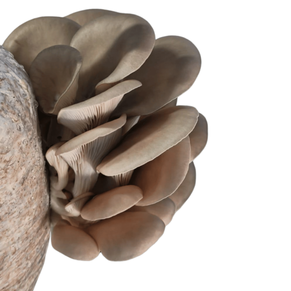 Fresh Oyster Mushrooms