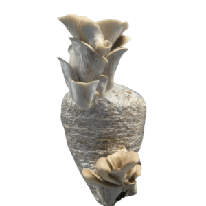 Fresh Oyster Mushrooms