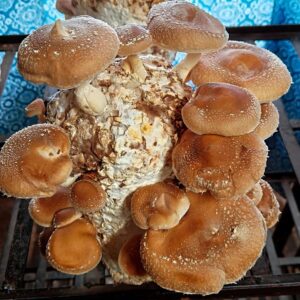 Fresh Shiitake Mushroom